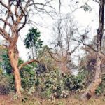 वर्षा नहुँदा जल्दापाड़ा मरुभूमि झैँ!