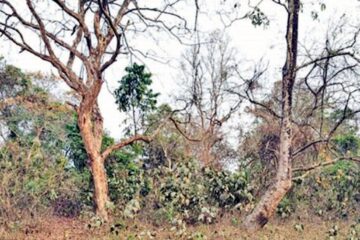 वर्षा नहुँदा जल्दापाड़ा मरुभूमि झैँ!