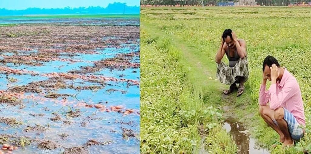 वर्षको पहिलो वर्षाले आलु किसानहरू समस्यामा