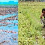 वर्षको पहिलो वर्षाले आलु किसानहरू समस्यामा