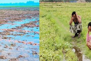 वर्षको पहिलो वर्षाले आलु किसानहरू समस्यामा