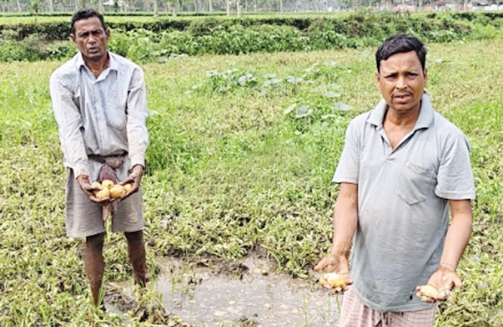 पानीले आलु खेती नष्ट