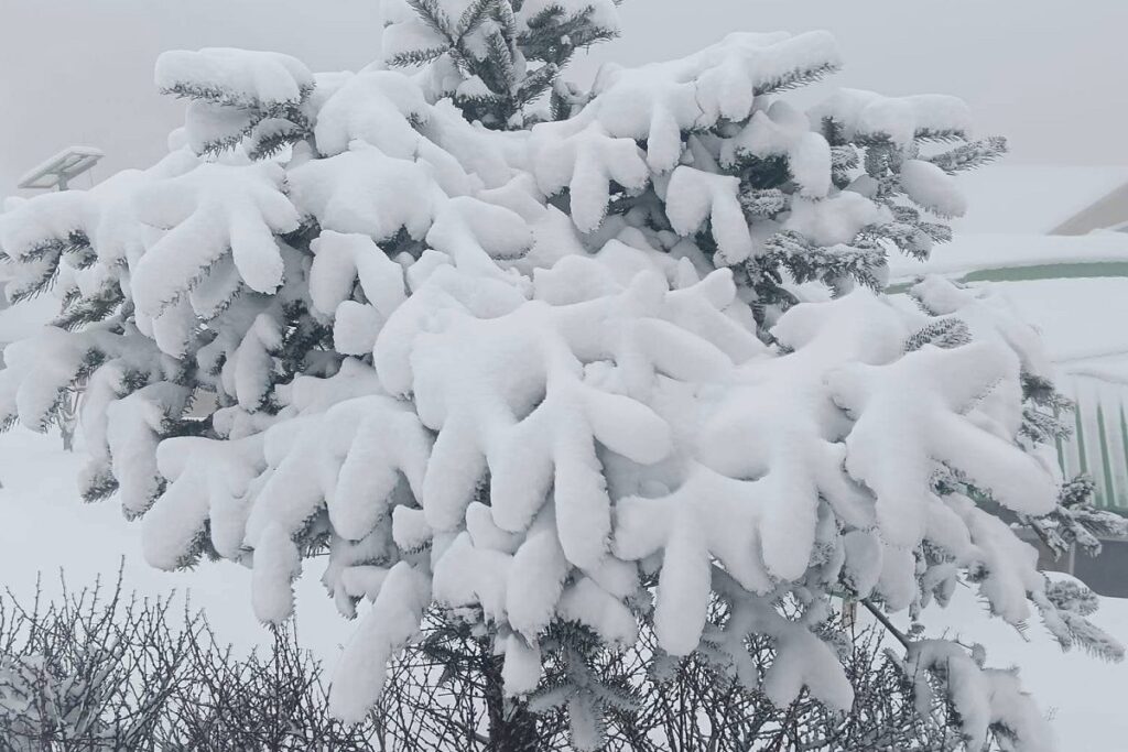 दार्जिलिङ: सन्दकफु उपत्यका सेतो हिउँले ढाकिएको छ, भारी हिमपातले यातायात अवरुद्ध; धेरै पर्यटक अलपत्र परेका छन्