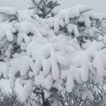 दार्जिलिङ: सन्दकफु उपत्यका सेतो हिउँले ढाकिएको छ, भारी हिमपातले यातायात अवरुद्ध; धेरै पर्यटक अलपत्र परेका छन्