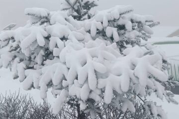 दार्जिलिङ: सन्दकफु उपत्यका सेतो हिउँले ढाकिएको छ, भारी हिमपातले यातायात अवरुद्ध; धेरै पर्यटक अलपत्र परेका छन्