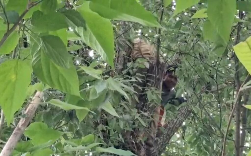 पक्राउ पर्ने डरले एक चोर रूखको टुप्पोमा चढ्यो! दमकलकर्मीहरूले उसलाई तल झार्न संघर्ष गरे