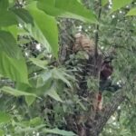 पक्राउ पर्ने डरले एक चोर रूखको टुप्पोमा चढ्यो! दमकलकर्मीहरूले उसलाई तल झार्न संघर्ष गरे