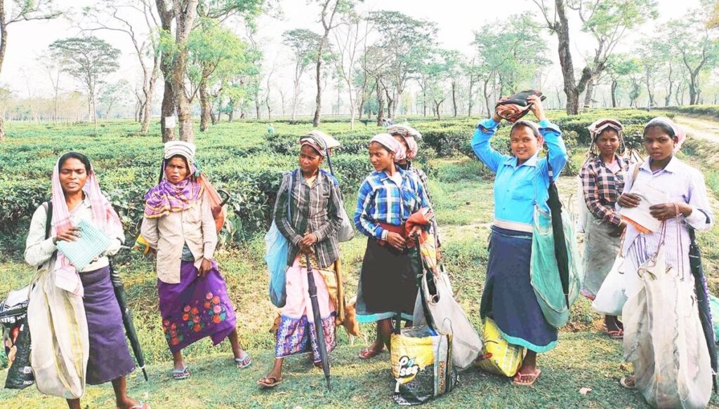 हजारौँ आदिवासी चिया श्रमिकहरूको नाम विचाराधीन सूचीमा
