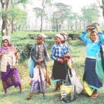 हजारौँ आदिवासी चिया श्रमिकहरूको नाम विचाराधीन सूचीमा