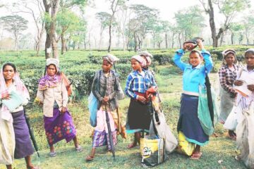 हजारौँ आदिवासी चिया श्रमिकहरूको नाम विचाराधीन सूचीमा