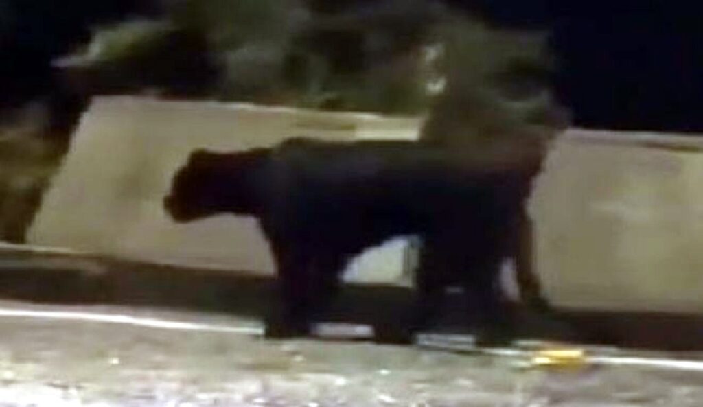 सड़कमा ब्ल्याक प्यान्थर! वन विभागद्वारा सतर्कता जारी