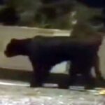 सड़कमा ब्ल्याक प्यान्थर! वन विभागद्वारा सतर्कता जारी