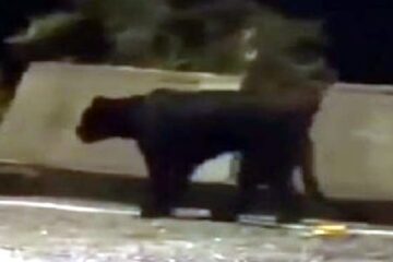 सड़कमा ब्ल्याक प्यान्थर! वन विभागद्वारा सतर्कता जारी