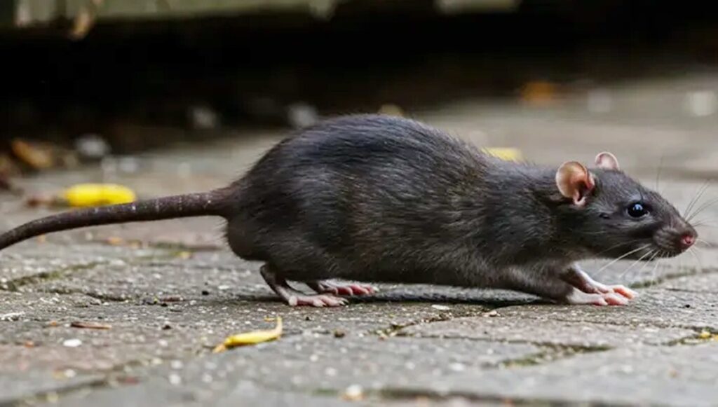 धूपगुड़ीमा मुसाको आतङ्क