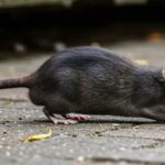 धूपगुड़ीमा मुसाको आतङ्क