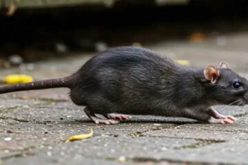 धूपगुड़ीमा मुसाको आतङ्क