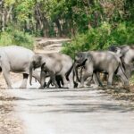 महाकाल धाममा हात्तीको बथान