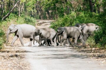 महाकाल धाममा हात्तीको बथान