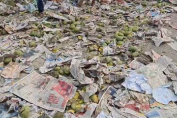 जमै षष्ठीको ठीक अगाडि धुपगुडीमा ‘आँप लुट’ भयो; हिमसागर आँपले भरिएको ट्रक सडकमा पल्टियो, गाउँलेहरू बोरा र बाल्टिन लिएर दौडिए