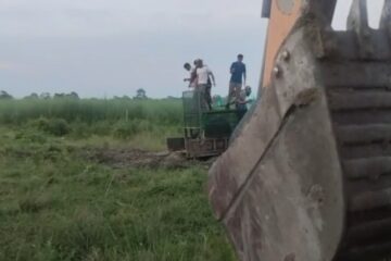 भाले गैंडाको आक्रमणबाट बच्न पोथी गैंडा र उसको बच्चा बस्ती भएको क्षेत्रमा प्रवेश गरे, आमाको मृत्यु भयो; वन विभागले बच्चालाई जंगलमा छोडिदियो
